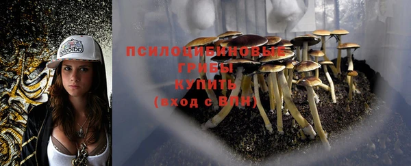 прущие грибы Зерноград